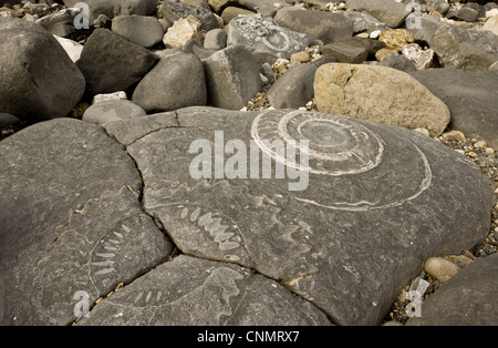 Ammonite fossils exposed in rock on beach, near Lyme Regis, Jurassic Coast World Heritage Site, Dorset, England, october Stock Photo