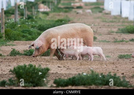 Domestic Pig, Large White x Landrace x Duroc, freerange sow with piglets, suckling, on outdoor unit, England, june Stock Photo