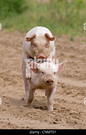 Domestic Pig, Large White x Landrace x Duroc, freerange piglets, playing, mounting sibling, on outdoor unit, England, june Stock Photo