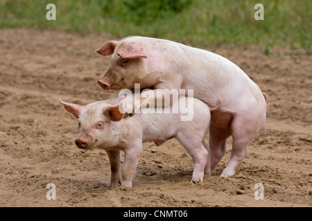 Domestic Pig, Large White x Landrace x Duroc, freerange piglets, playing, mounting sibling, on outdoor unit, England, june Stock Photo