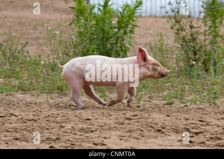 Domestic Pig, Large White x Landrace x Duroc, freerange piglet, running, on outdoor unit, England, june Stock Photo