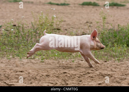 Domestic Pig, Large White x Landrace x Duroc, freerange piglet, running, on outdoor unit, England, june Stock Photo