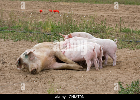 Domestic Pig, Large White x Landrace x Duroc, freerange sow with piglets, suckling, on outdoor unit, England, june Stock Photo