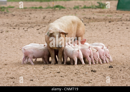 Domestic Pig, Large White x Landrace x Duroc, freerange sow with piglets, suckling, on outdoor unit, England, june Stock Photo