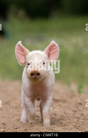 Domestic Pig, Large White x Landrace x Duroc, freerange piglet, standing, on outdoor unit, England, june Stock Photo