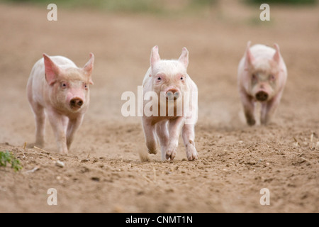 Domestic Pig, Large White x Landrace x Duroc, three freerange piglets, running, on outdoor unit, England, june Stock Photo