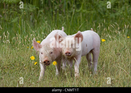 Domestic Pig, Large White x Landrace x Duroc, freerange piglets, standing, on outdoor unit, England, june Stock Photo