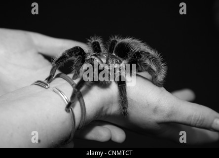 Tarantula on hand Stock Photo