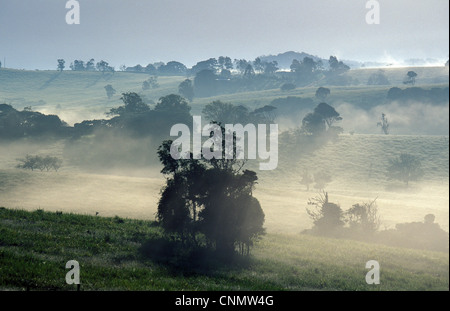 Mist Early morning mist hanging over Yungaburra farmland / Australia Stock Photo
