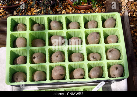 MARIS PIPER MAIN CROP POTATOES CHITTING IN A SEED TRAY. Stock Photo