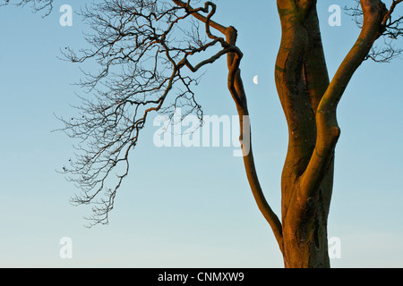Close up detail of tree, with half moon between branches Stock Photo