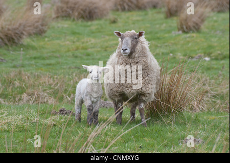 Domestic Sheep, Charollais x Scottish Blackface ewe with Charollais sired lamb, standing in pasture, Scotland, april Stock Photo