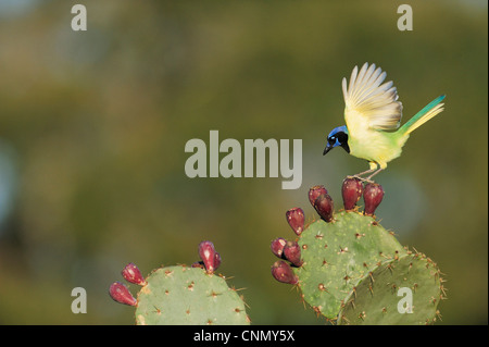 Green Jay (Cyanocorax yncas), adult landing on Texas Prickly Pear Cactus (Opuntia lindheimeri), Lake Corpus Christi, Texas
