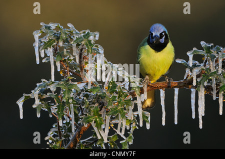Green Jay (Cyanocorax yncas), adult perched on icy Agarita (Berberis trifoliolata) branch, Dinero, Lake Corpus Christi, Texas Stock Photo