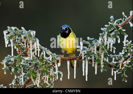Green Jay (Cyanocorax yncas), adult perched on icy Agarita (Berberis trifoliolata) branch, Dinero, Lake Corpus Christi, Texas