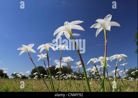 Evening Rain Lily (Cooperia drummondii), blooming in meadow, Dinero, Lake Corpus Christi, South Texas, USA Stock Photo