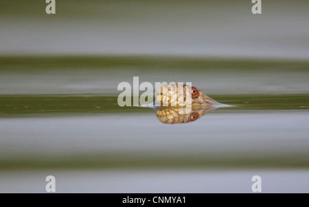 Diamondback water snake (Nerodia rhombifer rhombifer), adult swimming in lake, Dinero, Lake Corpus Christi, South Texas, USA Stock Photo