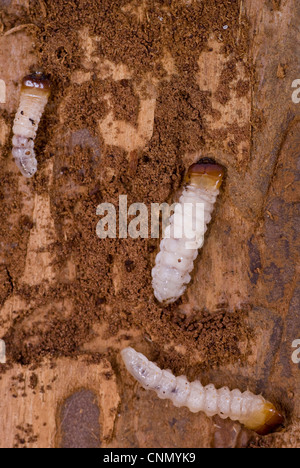 little woodworm lies on brown tree bark Stock Photo