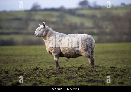 Domestic Sheep, North Country Cheviot ewe, standing in muddy pasture during rainfall, Cumbria, England, january Stock Photo