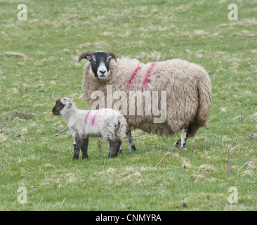 Domestic Sheep, Scottish Blackface ewe with Charollais sired lamb, standing in pasture, Scotland, april Stock Photo