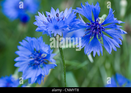 developed blue cornflower on green cereal's background Stock Photo