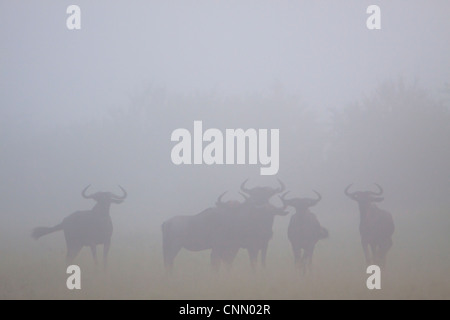 Blue Wildebeest in mist Stock Photo