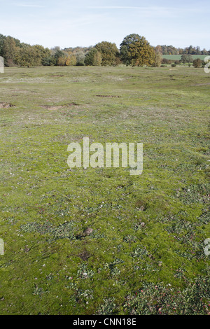 View of habitat on lowland heathland reserve, Wortham Ling, Suffolk, England, october Stock Photo