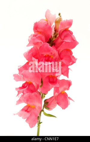 Common Snapdragon on a white background Stock Photo