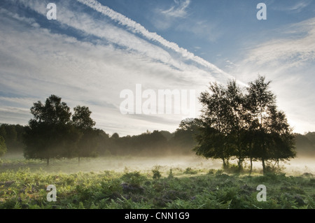 View of lowland heathland habitat at dawn, Hothfield Heathlands, Kent, England, august Stock Photo