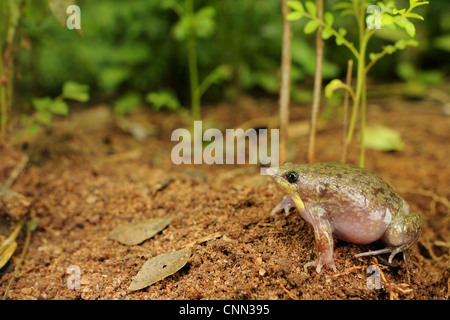 Mottled Shovel-nosed Frog (Hemisus marmoratus) adult, sitting on soil, Tanzania Stock Photo