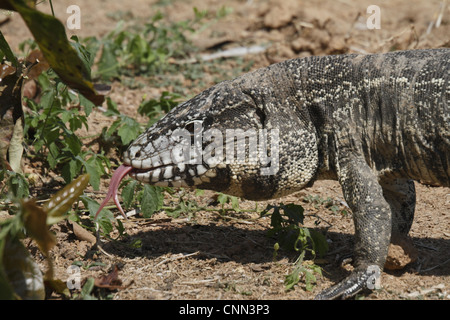 Common Tegu (Tupinambis teguixin) adult, close-up of head, flicking forked tongue, Pantanal, Mato Grosso, Brazil Stock Photo