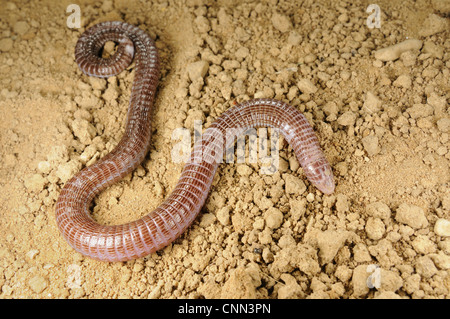 Iberian Worm Lizard (Blanus cinereus) adult, on soil, Spain, september Stock Photo