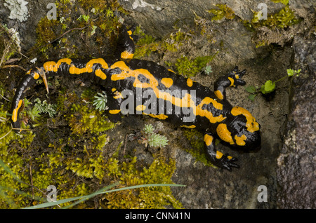 Fire Salamander (Salamandra salamandra) old adult, resting on rock, Pirin N.P., Pirin Mountains, Bulgaria, may Stock Photo