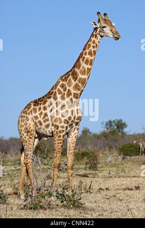 Giraffe, wildlife, africa, Botsuana, Giraffa camelopardalis Stock Photo