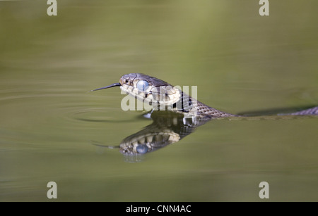 grass snake natrix natrix shedding skin uk molting stock