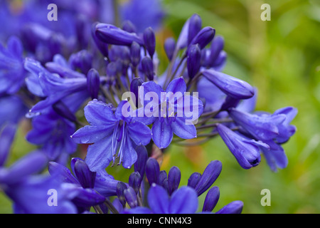 Blue allium (allium caeruleum azureum) common name 'Azure flowered garlic' or 'blue flowered garlic'. Stock Photo