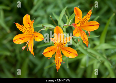 Peruvian lily (alstroemeria aurea). Stock Photo