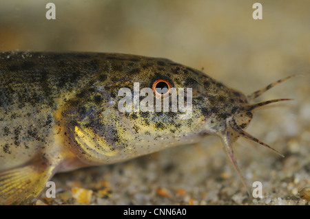 Dojo Loach (Misgurnus anguillicaudatus) introduced species, adult, close-up of head, Italy, september Stock Photo
