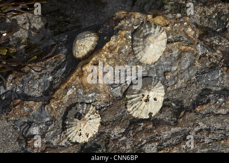 The 'common limpet' edible species sea snail gills typical true limpet marine gastropod mollusc in family Patellidae. Stock Photo