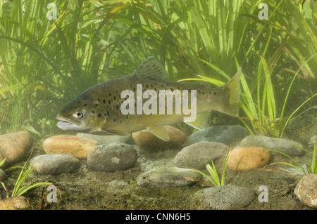 Brown Trout (Salmo trutta fario) adult, swimming, Sussex, England Stock Photo