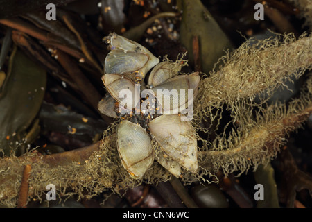 Goose Barnacle (Lepas pectinata) adults, group attached to wrack washed up on beach, Widemouth Bay, Cornwall, England, january Stock Photo