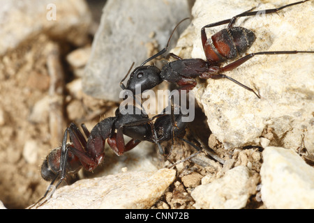 Wood Ant Formica sp. adult workers fighting severed head still grasping mandibles near Minerve Herault Languedoc-Roussillon Stock Photo