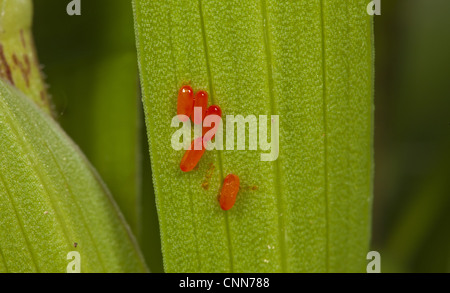 Scarlet Lily Beetle (Lilioceris lilii) eggs on leaf, Norfolk, England, may Stock Photo