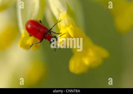 Scarlet Lily Beetle (Lilioceris lilii) adult, resting on Cowslip (Primula veris) flowers, Derbyshire, England, may Stock Photo