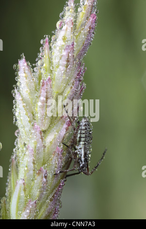 Mirid Bug (Miridae sp.) nymph, covered in dew on grass flowerhead, Powys, Wales, june Stock Photo
