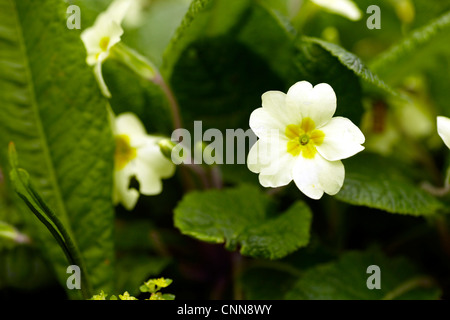 Common or English Primrose, (Primula vulgaris) growing in deciduous woodland in South Wales. Stock Photo