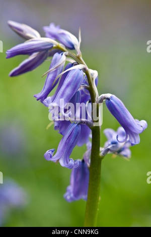 A close up of an English Bluebell flower growing in woodland Stock Photo