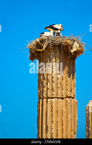Storks nesting on the columns of the Hellanistic Ionic Apollo Smintheion Sanctuary , Gulpinar Turkey Stock Photo