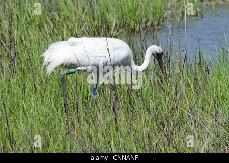 A Whooping Crane, Grus americana, forages for food at the Aransas National Wildlife Refuge, barrier islands, Gulf Coast, Texas. USA. Stock Photo