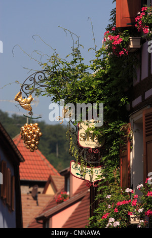 bunch of Golden grapes trade sign of Jean Sipp wine producer of Ribeauville Alsace France Stock Photo